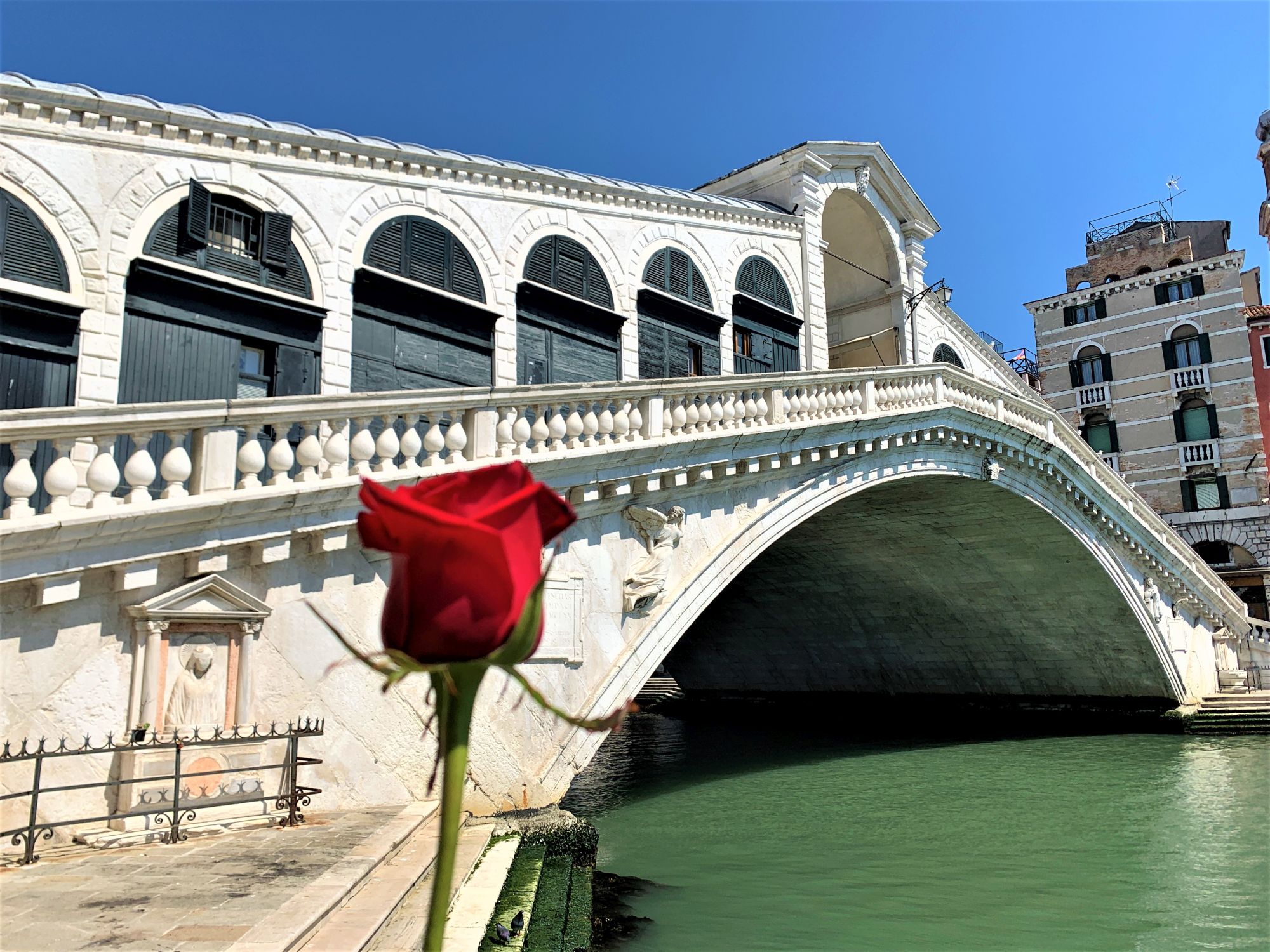 Venezia 25 aprile bocciolo di rosa rossa Rialto