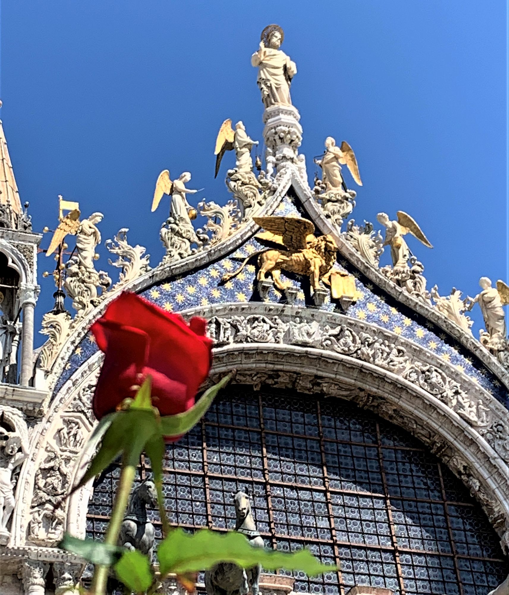 Venezia 25 aprile bocciolo rosa rossa basilica san marco