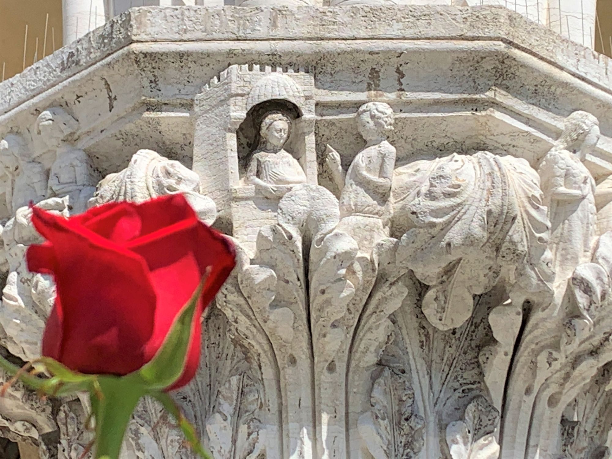 25 aprile Venezia bocciolo rosa rossa capitello palazzo ducale 