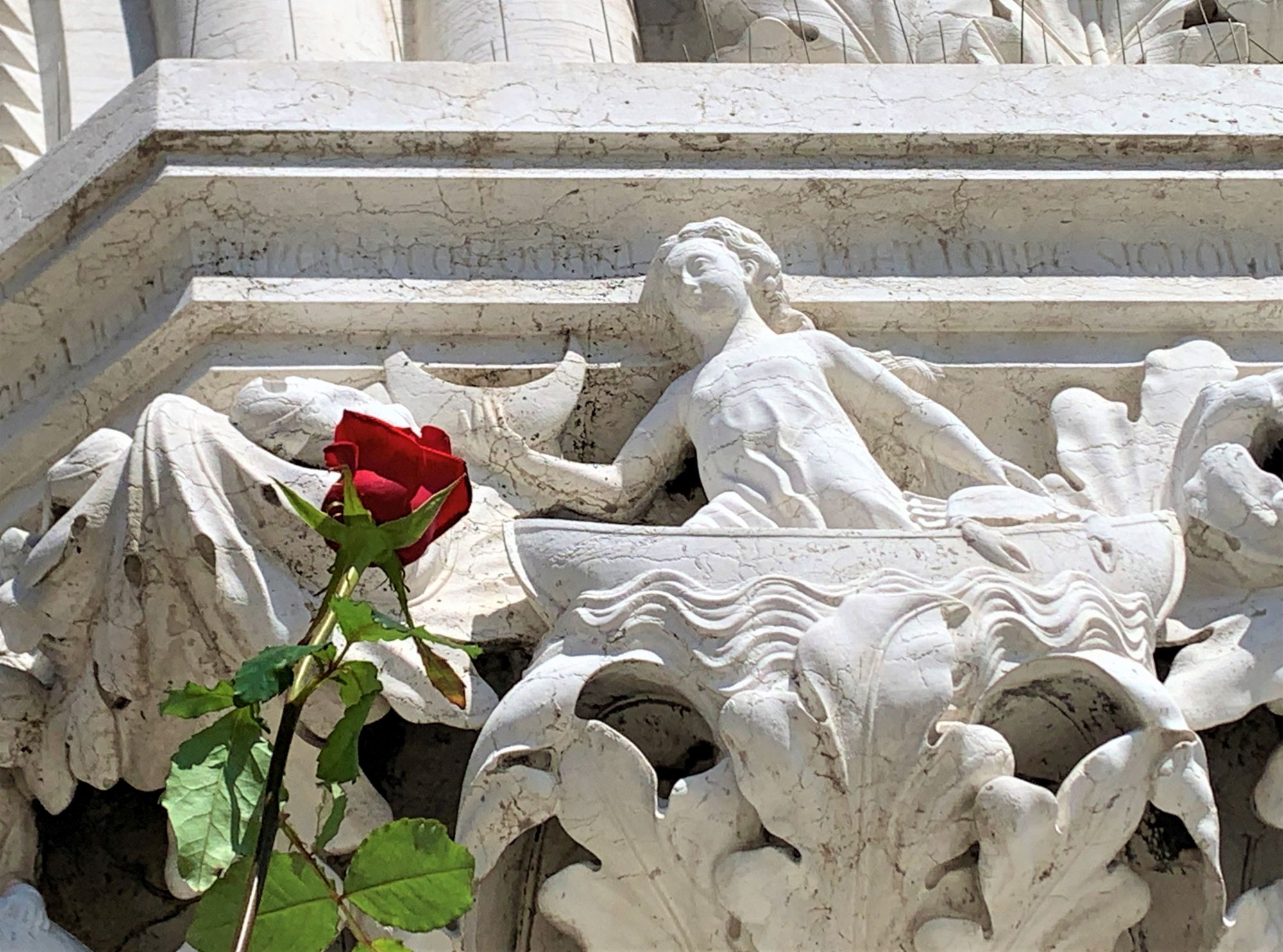 Venezia 25 aprile bocciolo rosa rossa capitello della Creazione palazzo ducale