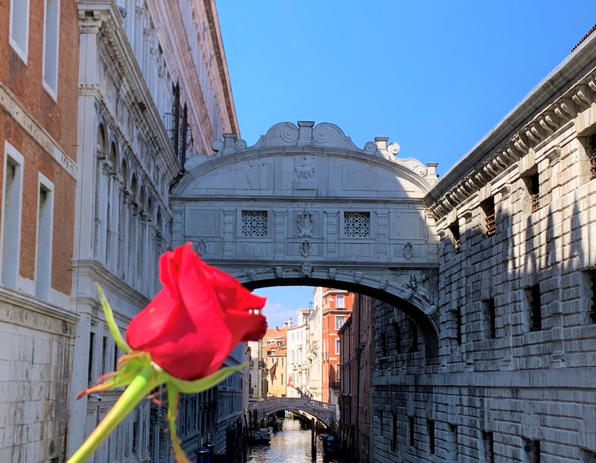 Venezia ponte dei Sospiri 25 aprile bocciolo rosa rossa 