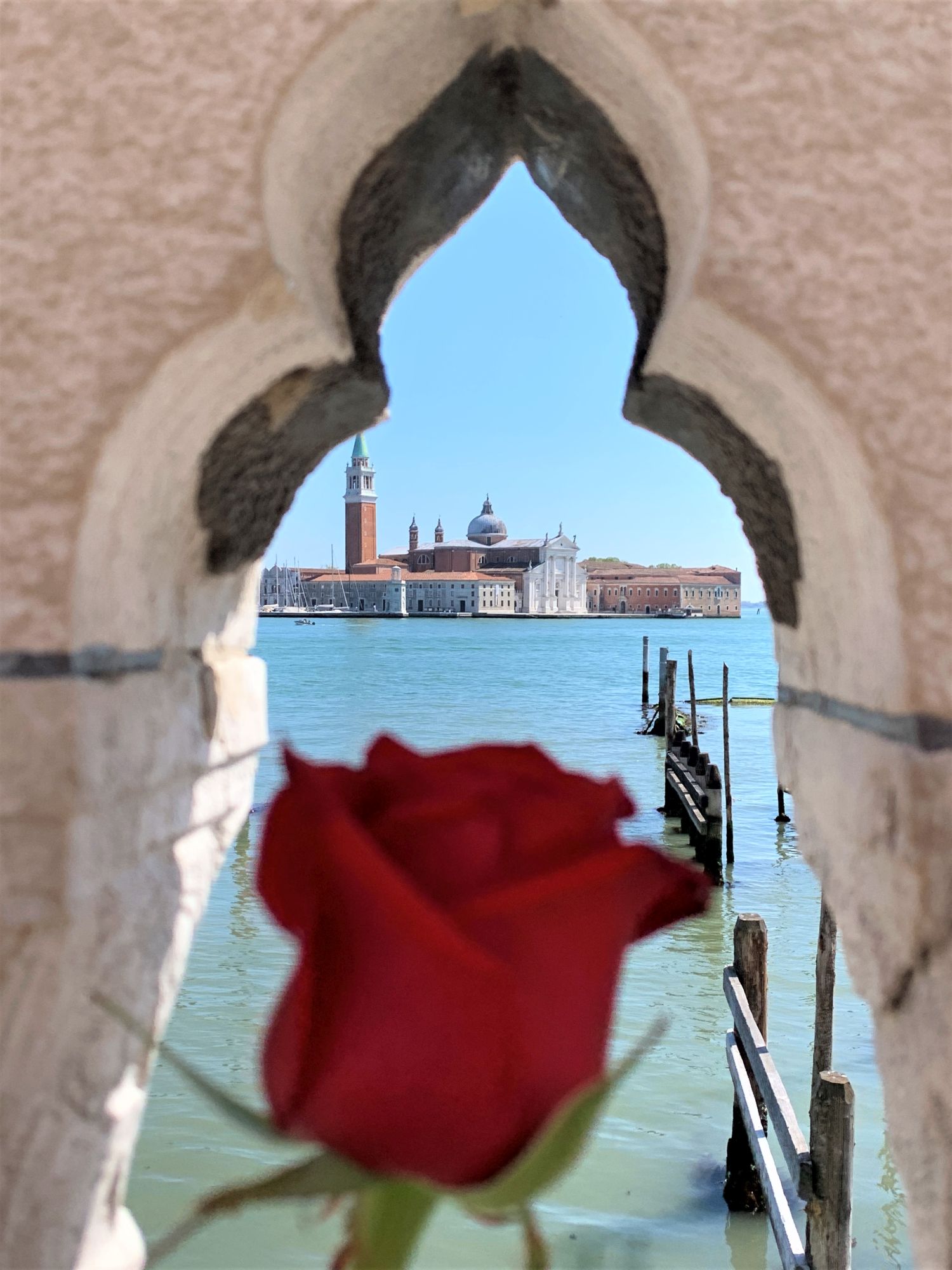 Venezia isola di San Giorgio 25 aprile bocciolo rosa rossa